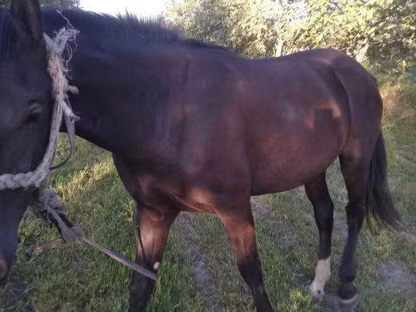 اسب نر, Karabakh horse