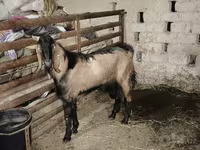Oğlak, Beetal goats — foto 5