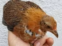 Chickens — 照片 3