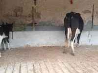 Lembu betina, Latvian Blue cattle — foto 7