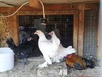 Chickens — foto 1