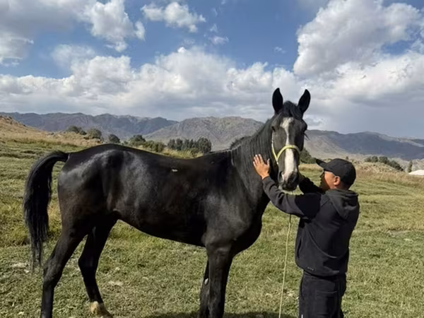 ፈረስ, Horse breed