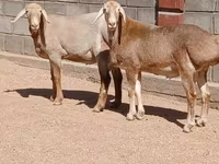Qoʻchqor, Arashan sheep — 4-rasm