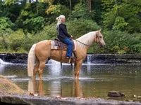 雄馬, Palomino — 写真 2