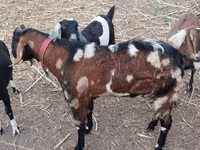 Buk, Nubian Goat — foto 1