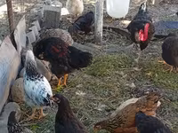 Chickens — फ़ोटो 4