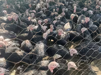 Turkeys — foto 2