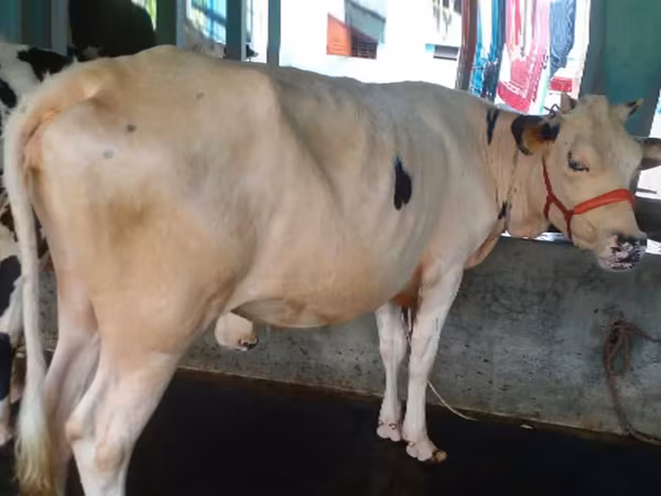 Cow, Cattle — Bangladesh
