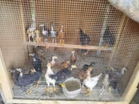 Chickens — foto 6