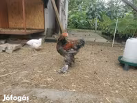 Brahma — foto 6