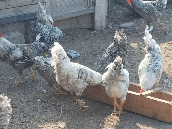 Chickens