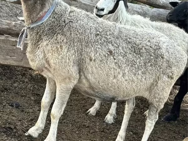 Sheep, Sheep — Kazakhstan