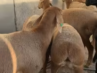 Ovce, Arashan sheep — foto 2
