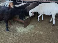 Biri-biri (lot, jantina tidak dinyatakan), Sheep — foto 4