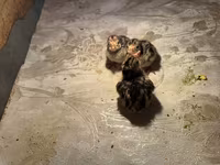 Turkeys — عکس 4