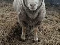 Sheep, Sheep — photo 5