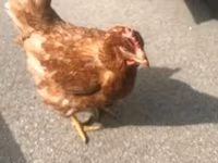 Chickens — zdjęcie 1
