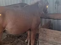 اسب نر, Kazakh horse — عکس 3