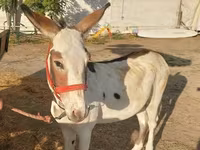 Hingst, Heste — foto 6