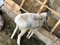Beran, Hissar sheep — foto 1