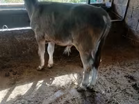 Lembu jantan, Swiss cattle — foto 6