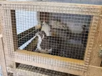 Quails — 照片 5
