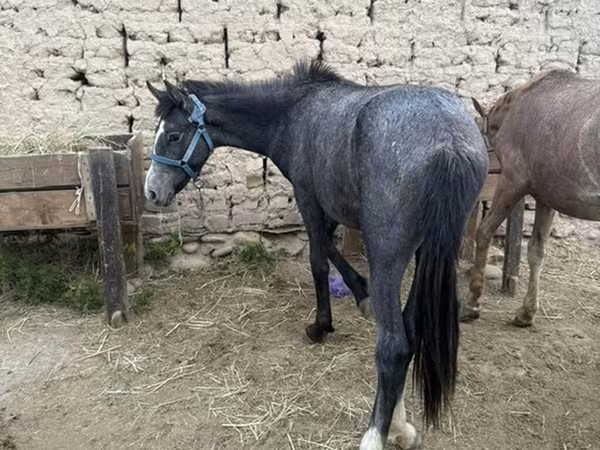Horse (M), Friesian sport horse — Kyrgyzstan