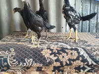 Chickens — 照片 8