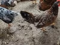 Chickens — الصورة 5