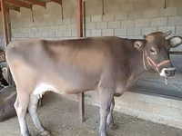 母牛, Swiss cattle — 照片 2