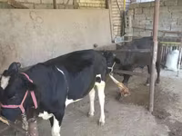 Bik, Russian Black pied cattle — fotografija 2