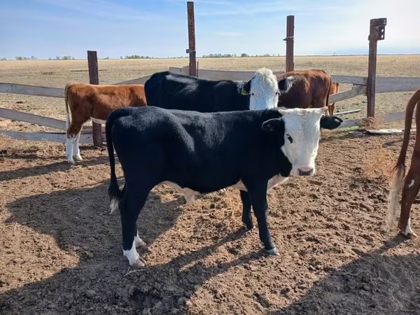 Bull, Kazakh White-headed cow