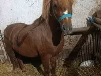 Kůň, Koně — foto 4