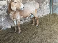 Ovan, Arashan sheep — fotografija 6