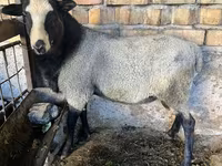 Beran, Romanov sheep — foto 2