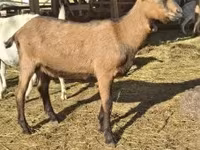 بز (گروه، جنسیت مشخص نشده), Alpine goat — عکس 6