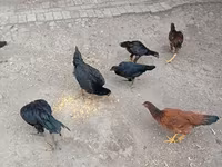 Chickens — عکس 5