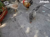 بنتام ژاپنی — عکس 1