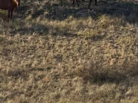 اسب (گروه، جنسیت مشخص نشده), Kazakh horse — عکس 7