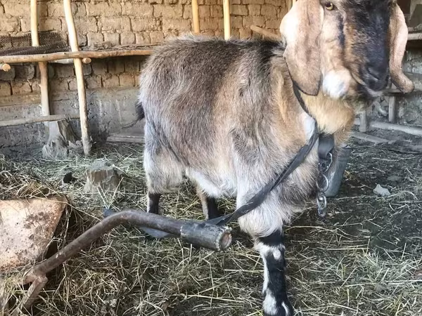 بز ماده, Beetal goats