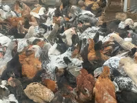 Chickens — foto 4