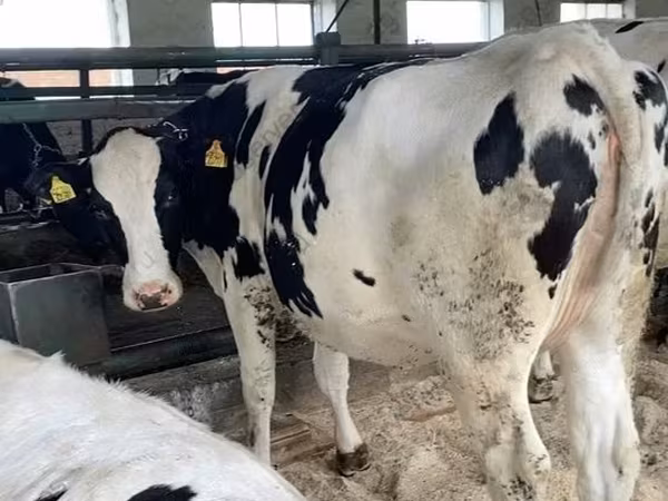 Cow, Holstein breed — Russia