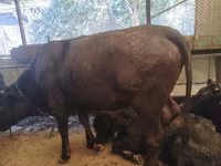 گاو ماده, Swiss cattle — عکس 4
