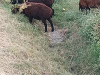 Biri-biri betina, Sheep — foto 2