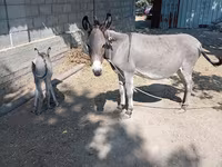 Hoppe, Heste — foto 4
