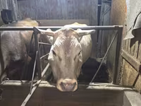 گاو ماده, Simmental cattle — عکس 2