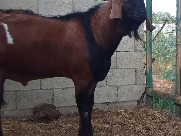 ছাগল, Nubian Goat — মলডোভা