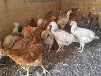 Chickens — foto 3