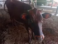 Vacă, Bovine — foto 2