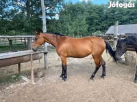 گھوڑی, Nonius horse — تصویر 3